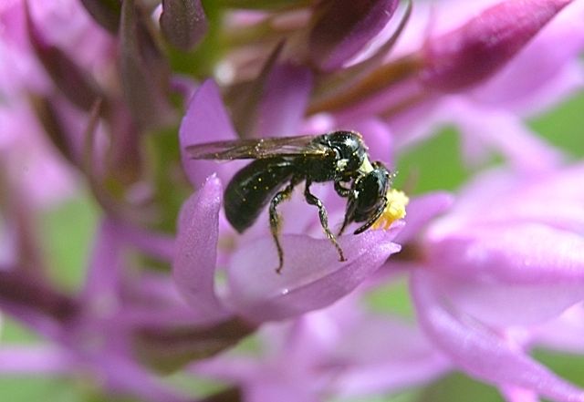 Ceratina cucurbitina (Apidae) su Anacamptis pyramidalis